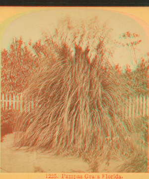 Pampas Grass, Florida. 1868?-1910?