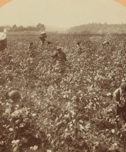 Cotton Plantation, Rome, Georgia. 1867?-1905? 1898