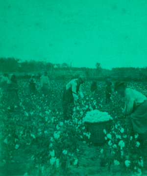 Picking cotton. [ca. 1875]