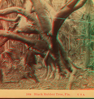 Black Rubber Tree, Fla., U. S. A. [ca. 1890] 1868?-1910?