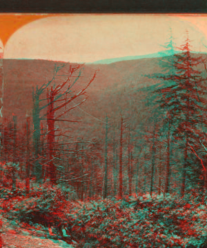 Looking through the wilderness, on the Bellís Gap R. R. 1870?-1880?