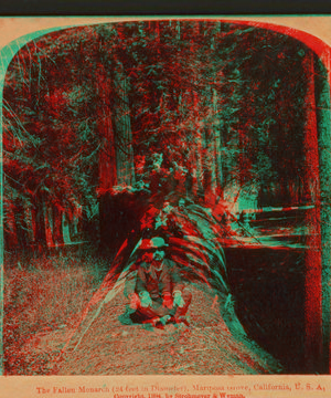 The Fallen Monarch (24 feet in diameter), Mariposa Grove, California, U. S. A. 1894 1867?-1902