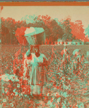 Cotton Field [ca. 1865]