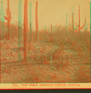 The great American cactus, Arizona. ca. 1885 1864-c1903