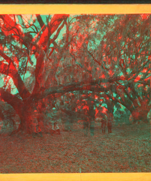 Live oaks, Habersham place, Port Royal Island, S.C. 1865?-1880?