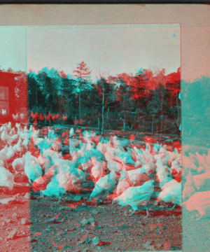 [Flock of chickens.] September 1918 1915-1919