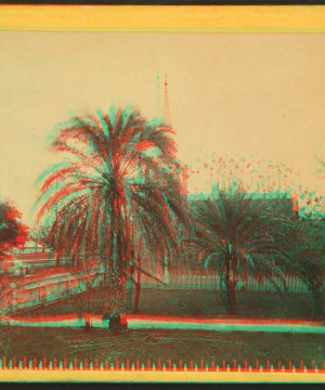 Date Palm Tree, St. Augustine, Fla. 1865?-1905? [ca. 1870]