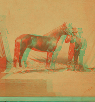 Horse by Sir Walter, a son of Schaeffer [...] 1868?-1875?