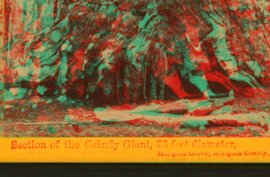 Section of the Grizzly Giant, 33 ft diameter, Mariposa Grove, Mariposa County, Cal. 1867-1874 1867?-1874?