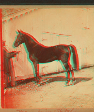 [Horse named] Mambrino Patchen. 186--187- 1865?-1885?