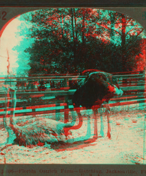 Florida Ostrich Farm - Hatching, Jacksonville, Fla., U. S. A. 1870?-1906? [ca. 1890]