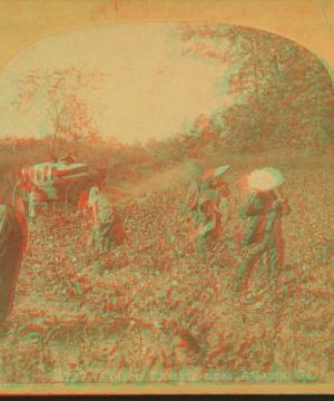 [View of African American workers in a cotton field near Atlanta.] 1870?-1900? [ca. 1890]