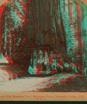 The Wawona Tree, Mariposa Grove, Yosemite Valley, Cal. U.S.A. 1867?-1902