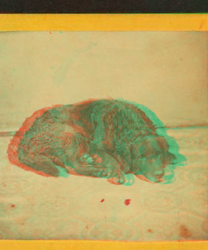 Sleeping dog. 1863?-1880?