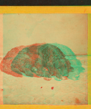 Sleeping dog. 1863?-1880?