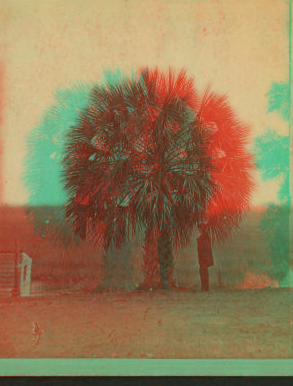 Palmetto Tree. [ca. 1875] 1868?-1910?