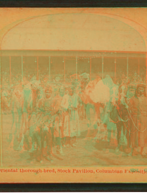 Oriental thorough-bred, Stock Pavilion, Columbian Exposition. 1893