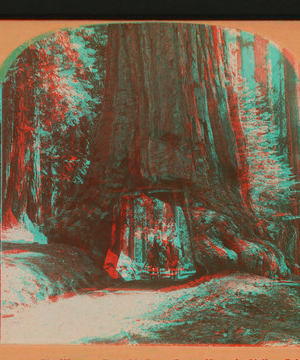 The Wawona Tree, Mariposa Grove, Yosemite Valley, Cal., U. S. A.. 1867?-1902 1897