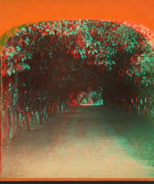 [Orange archway on Mr. Ball's place, known as Lover's Lane.] 1868?-1895?