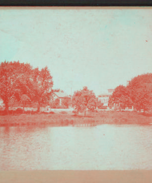 [View of trees.] [1865?-1900?]