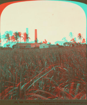 The Mona Sugar Plantation -- Sugar Cane in the forground -- near Kingston, Jamaica. 1904