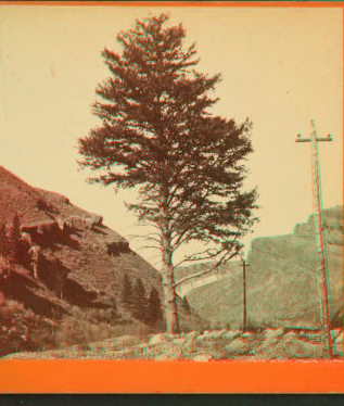 1,000-mile Tree, Weber Canyon, Utah. 1866?-1872?