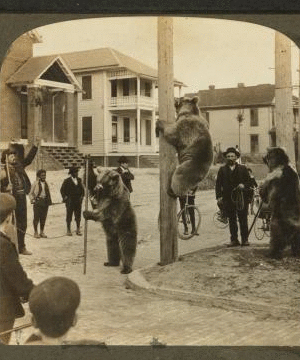Acrobats far from their mountain home -- grizzly bears in a street at Jacksonville, Florida. [1905] 1870?-1906?