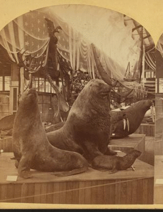 Sea lions, U.S. Government building. 1876