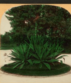 Century Plant, 25 years old, Washington Park, Chicago, Ill., U.S.A. 1865?-1900?