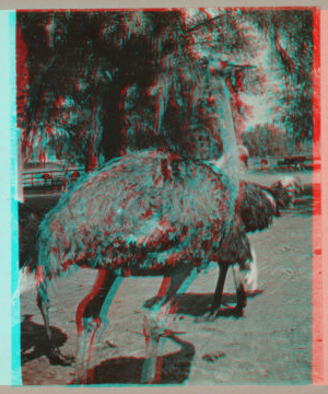 [Ostriches in their pen.] 1915-1919 March 1915