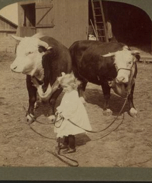 A little farmer girl and a splendid pair of Herefords -- bull and cow -- stock farm, Kansas. 1868?-1906? 1903