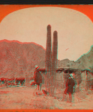 The cactus of Arizona. ca. 1875 1875?-1885?