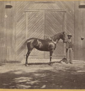 Residence of Morris Ketchum, Westport, man showing the horse "Sir Tom" in front of a barn. [1865?-1870?]