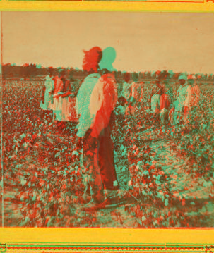 Picking cotton. 1867?-1895?