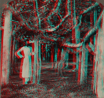 Among the roots of a banyan tree at Calcutta, India