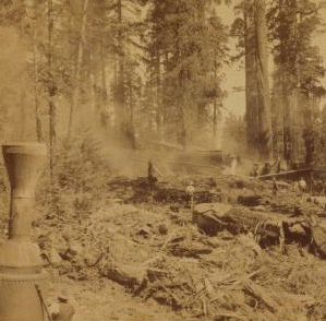 Cutting down the Big Tree - just after the great 100 ft. Sequoia had fallen - Converse Basin, California. 1870?-1910? 1870-1910