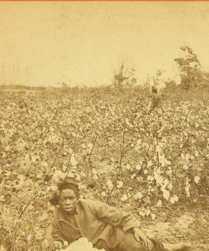 Plantation Scene. Picking cotton. [Woman resting in the field.] 1868?-1900?