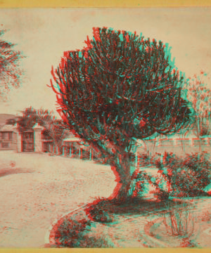 Crokus Tree, Antigua. [ca. 1865]