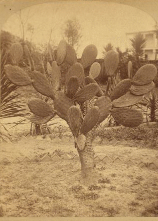 [View of a cactus plant.] [ca. 1880] 1868?-1910?