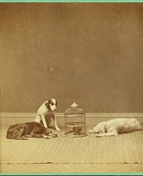 [Studio portrait of 3 dogs and a birdcage.] 1865?-1905?