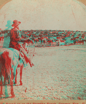 Round-up on the Sherman ranch, Genesee, Kan., U.S.A.