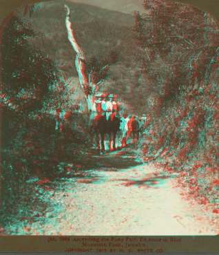 Ascending the Pony Path En route to Blue Mountain Peak, Jamaica. 1904