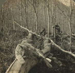 A cat that never awoke after my gun spoke - incident of a wild cat hunt in Colorado, U.S.A. 1870?-1903 c1903