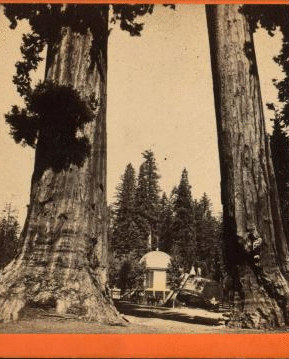 Section of the Big Tree, 30 feet in diameter, and House over the Stump, from the Sentinels. ca. 1864?-1874? 1864?-1874?