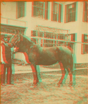 Man holding reins of horse. 1869?-1910?