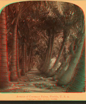 Avenue of Cocoanut Palms, Florida, U. S. A. 1891 1868?-1910?