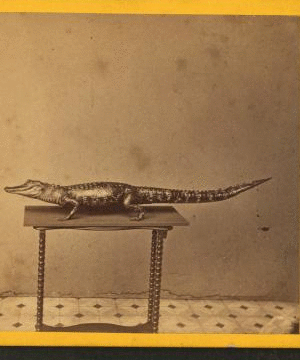 [Studio photograph of an alligator on table.] 1867?-1885? [ca. 187-]