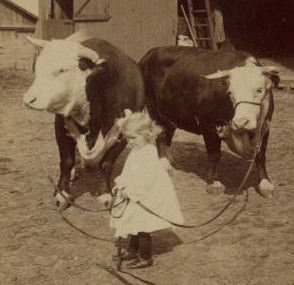 A little farmer girl and a splendid pair of Herefords -- bull and cow -- stock farm, Kansas. 1868?-1906? 1903