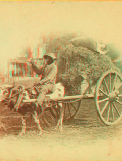 15th Amendment bringing his crop to town. [Man on an oxcart loaded with hay.] 1868?-1900?