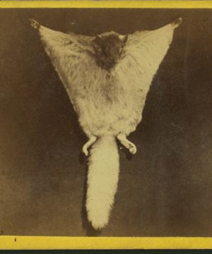 Flying squirrel. 1860?-1874?